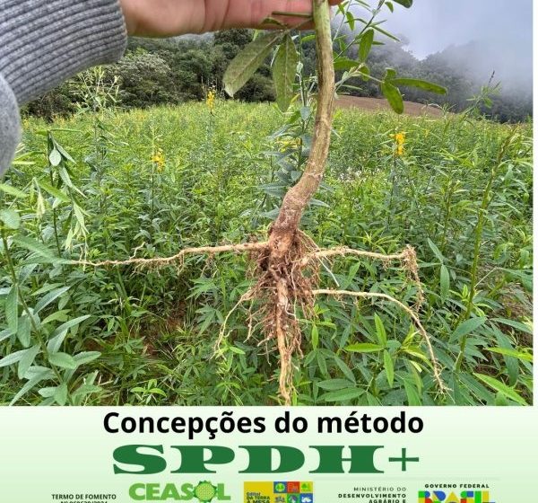 Sistema de Plantio Direto de Hortaliças e outras culturas (SPDH+)