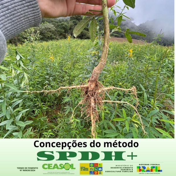 Sistema de Plantio Direto de Hortaliças e outras culturas (SPDH+)